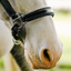 Lumi Pony Vegas Glitter Leather Halter - Equine Horse Wear 