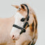Lumi Pony Vegas Glitter Leather Halter - Equine Horse Wear 
