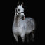 Lumiere Alize Leather Halter - Equine Horse Wear 