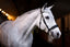 Lumiere Amie Cavesson Rolled Leather Bridle - Equine Horse Wear 
