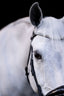 Lumiere Amie Cavesson Rolled Leather Bridle - Equine Horse Wear 