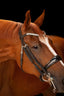 Lumiere Amie Luxury Double Leather Bridle - Equine Horse Wear 