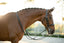 Lumiere Amie Luxury Double Leather Bridle - Equine Horse Wear 