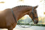 Lumiere Amie Luxury Double Leather Bridle - Equine Horse Wear 