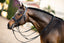 Lumiere Amie Luxury Double Leather Bridle - Equine Horse Wear 