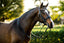 Lumiere Amie Luxury Double Leather Bridle - Equine Horse Wear 
