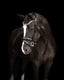 Lumiere Anastasia Convertible Leather Bridle - Equine Horse Wear 