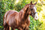 Lumiere Anastasia Convertible Leather Bridle - Equine Horse Wear 