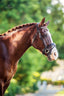 Lumiere Anastasia Convertible Leather Bridle - Equine Horse Wear 