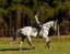 Lumiere Anka Leather Breastplate - Equine Horse Wear 