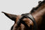 Lumiere Arcadia Cavesson Luxury Leather Bridle - Equine Horse Wear 