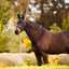Lumiere Arcadia Cavesson Luxury Leather Bridle - Equine Horse Wear 