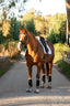 Lumiere Arcadia Cavesson Luxury Leather Bridle - Equine Horse Wear 