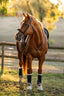Lumiere Arcadia Cavesson Luxury Leather Bridle - Equine Horse Wear 