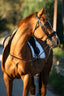 Lumiere Arcadia Cavesson Luxury Leather Bridle - Equine Horse Wear 