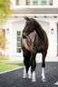 Lumiere Ariana Double Bridle - Equine Horse Wear 