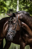 Lumiere Ariana Haoverian Bridle - Equine Horse Wear 