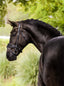 Lumiere Ariana Haoverian Bridle - Equine Horse Wear 