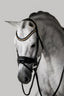 Lumiere Ariana Haoverian Bridle - Equine Horse Wear 
