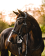 Lumiere Athens Luxury Leather Double Bridle - Equine Horse Wear 