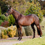 Lumiere Aurelie Rolled Leather Cavesson Bridle - Equine Horse Wear 