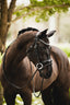 Lumiere Aurelie Rolled Leather Hanoverian Bridle - Equine Horse Wear 