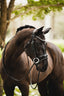 Lumiere Aurelie Rolled Leather Hanoverian Bridle - Equine Horse Wear 