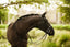 Lumiere Aurelie Rolled Leather Hanoverian Bridle - Equine Horse Wear 