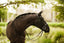 Lumiere Aurelie Rolled Leather Hanoverian Bridle - Equine Horse Wear 