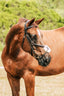 Lumiere Ava Grackle Bridle - Equine Horse Wear 
