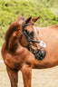 Lumiere Ava Grackle Bridle - Equine Horse Wear 