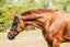 Lumiere Ava Grackle Bridle - Equine Horse Wear 