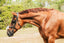 Lumiere Ava Grackle Bridle - Equine Horse Wear 