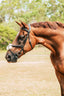 Lumiere Ava Grackle Bridle - Equine Horse Wear 