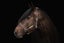 Lumiere Bella Leather Halter - Equine Horse Wear 