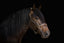 Lumiere Bella Leather Halter - Equine Horse Wear 
