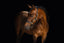 Lumiere Bella Leather Halter - Equine Horse Wear 