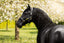 Lumiere Bella Leather Halter - Equine Horse Wear 
