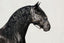 Lumiere Bella Leather Halter - Equine Horse Wear 