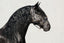 Lumiere Bella Leather Halter - Equine Horse Wear 
