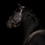 Lumiere Bella Leather Halter - Equine Horse Wear 