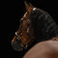 Lumiere Bella Leather Halter - Equine Horse Wear 