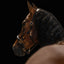 Lumiere Bella Leather Halter - Equine Horse Wear 