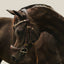 Lumiere Dallas Bridle - Equine Horse Wear 