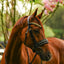 Lumiere Delta Cavesson Bridle - Equine Horse Wear 