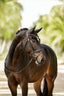 Lumiere Megan Convertible Leather Bridle - Equine Horse Wear 
