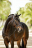 Lumiere Megan Convertible Leather Bridle - Equine Horse Wear 