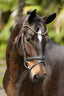 Lumiere Megan Convertible Leather Bridle - Equine Horse Wear 