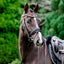 Lumiere Melodie Patent Bridle - Equine Horse Wear 