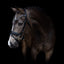 Lumiere Mercury Bridle - Equine Horse Wear 